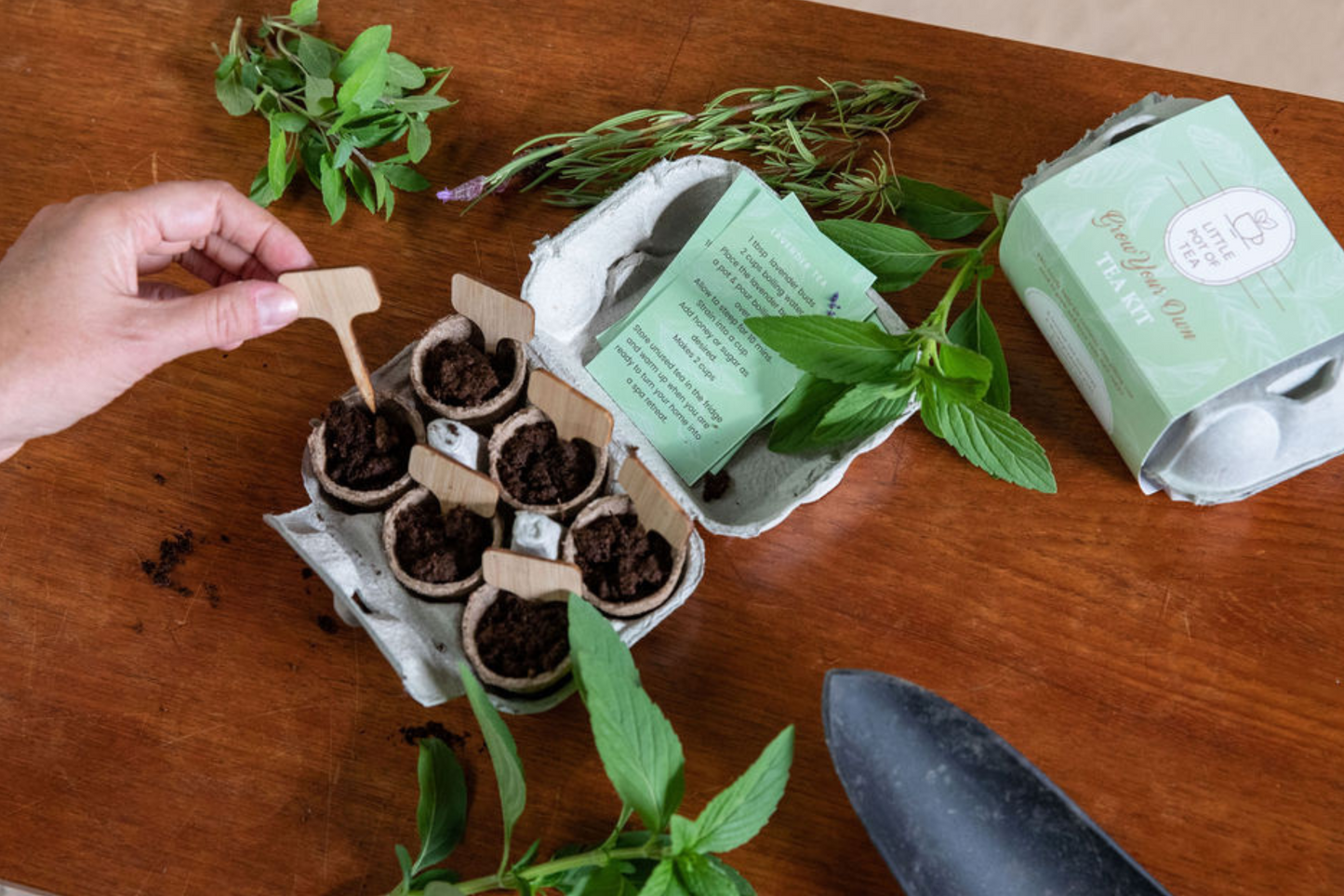 Little Pot of Tea - Grow Your Own Tea Kit