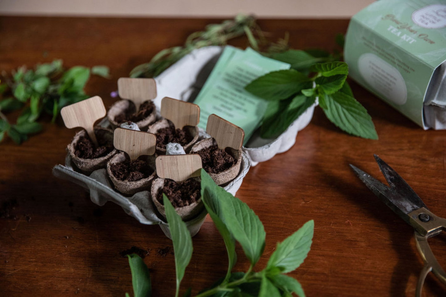 Little Pot of Tea - Grow Your Own Tea Kit